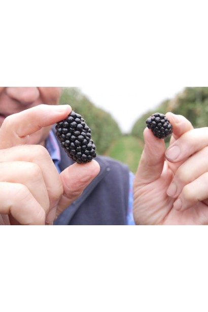 Ежевика раннняя Виктория ягода слева